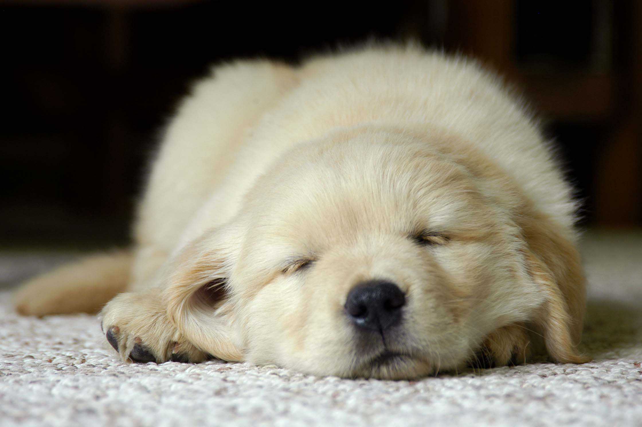 Can Carpet Cleaners Remove Pet Odors? Carpet Cleaning