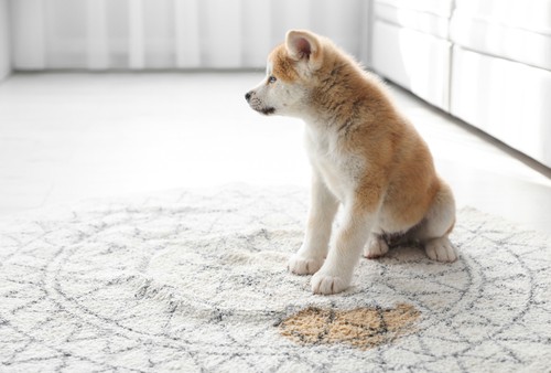How to Get Dog Urine Smell Out Of Carpet?