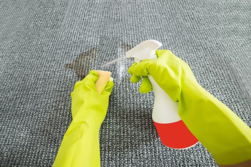 Are Carpets Harmful For Dogs?