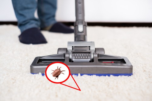 Combating Dust Mites in Your Carpet